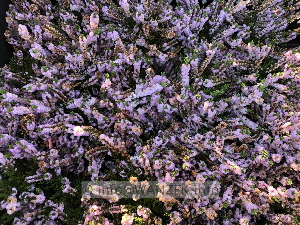 Calluna vulgaris Radnor 01.JPG